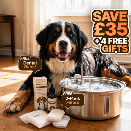 The FreshFlow Dog Fountain™