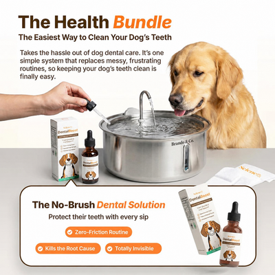 The FreshFlow Dog Fountain™