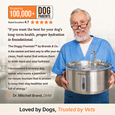 The FreshFlow Dog Fountain™